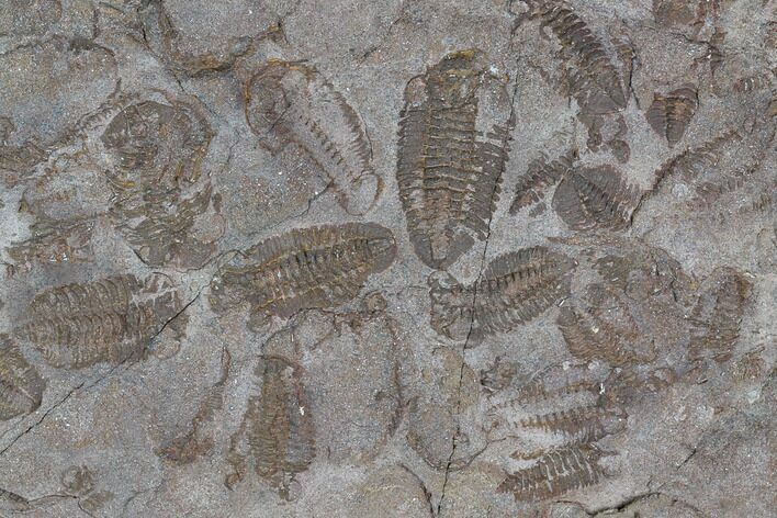 Ordovician Trilobite Mortality Plate - Tafraoute, Morocco #126931